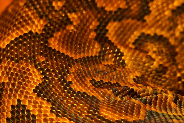 Snake Skin, Amazing Snake Skin Pictures and Images